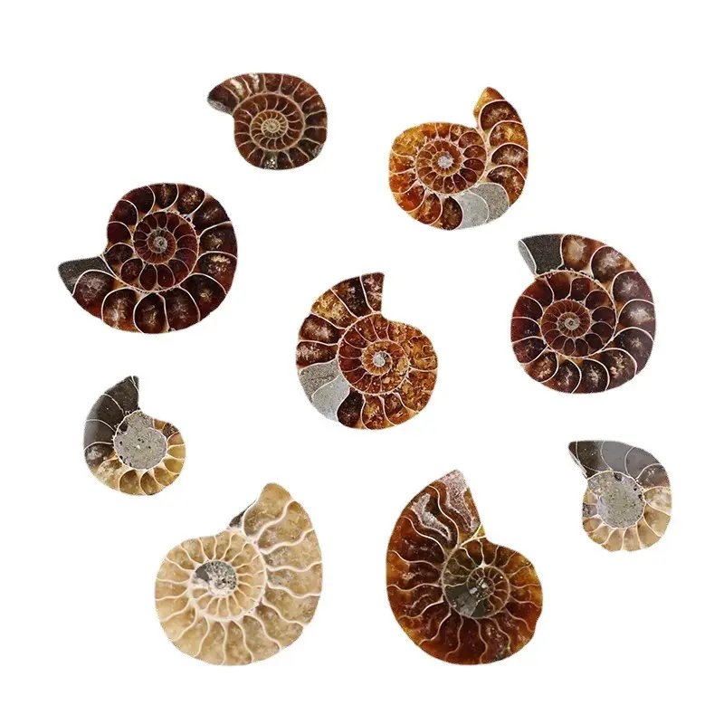 Atacado Natural Alta Qualidade Polido Nautilus Conch Pedra Amonita Fóssil Peças Para Decoração De Casa