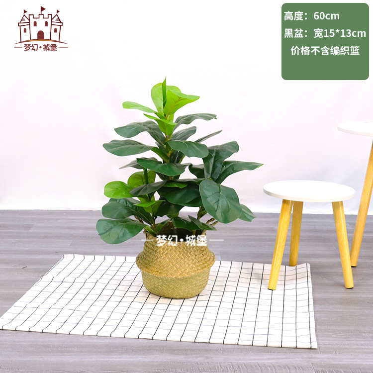 Ficus odorant 60cm