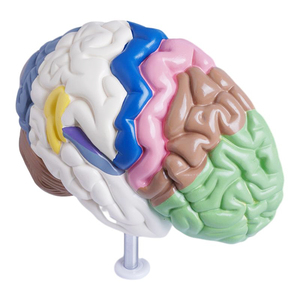Scheletro umano modello anatomico espositore regalo medico di colore del corpo umano emisfero destro area funzionale modello del cervello - Product Image 6