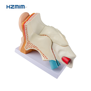 Okullarda ve hastanelerde tıp bilimleri eğitimi için orta kulak için anatomik PVC modeli - Product Image 4