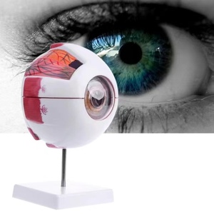 Bilim eğitimi için SCIENSMED 6X genişlemiş insan gözü anatomik modeli öğrenciler çalışma ekran tıbbi öğretim - Product Image 4