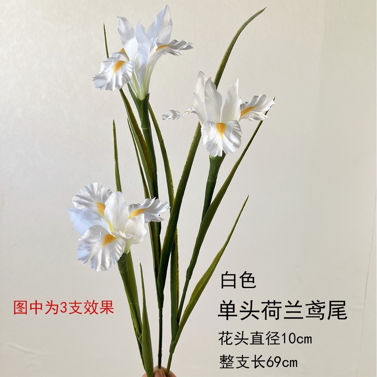 Iris hollandais à une tête blanc
