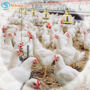 Thiết bị chăn nuôi gia cầm tự động hiện đại cho chuồng gà thịt/chuồng gà, máng ăn gà hiệu quả - Product Image 3