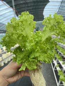 水耕栽培用植木鉢透明/黒メッシュネットポットカップ - Product Image 6