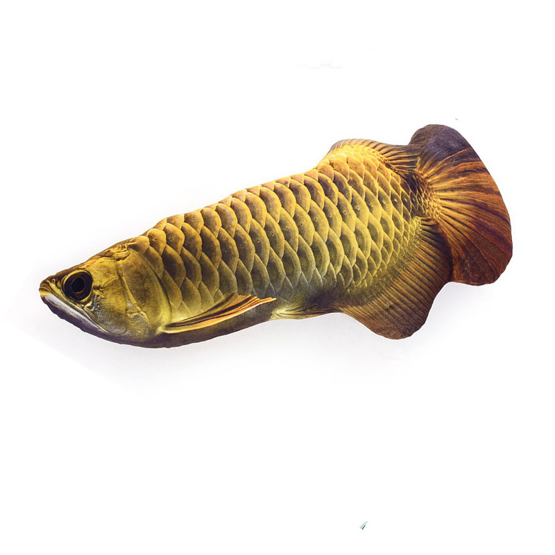 Arowana doré