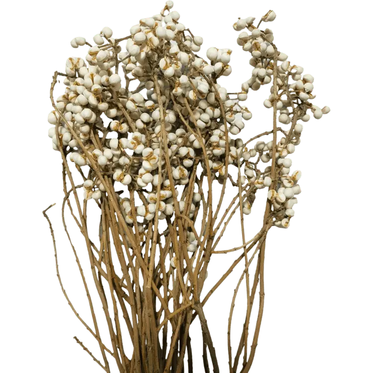ดอกไม้แห้งธรรมชาติ Tallow Berry Excoecaria Sebifera การจัดเรียงขนาดเล็กผลไม้โหระพาราพวงมาลัยตกแต่ง Sapium Sebiferum Boho