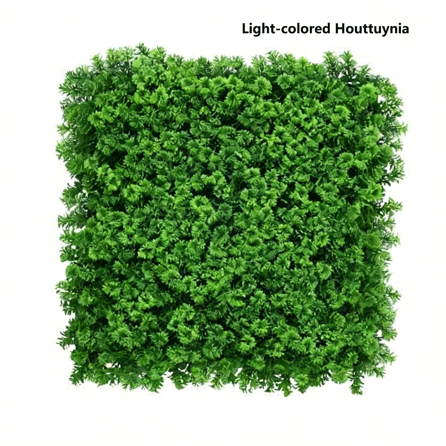 Houttuynia de couleur claire