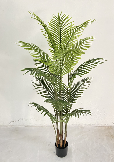 150 cm/59 pulgadas de palma