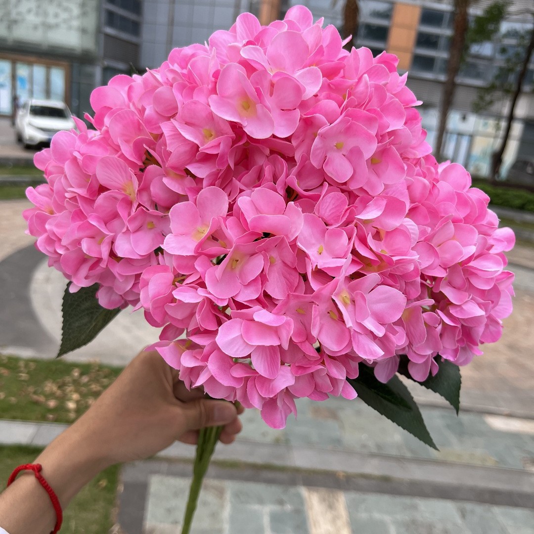 Hortensia#10
