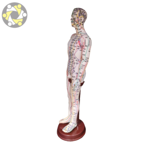 医療科学人体解剖学モデル鍼治療モデル - Product Image 2