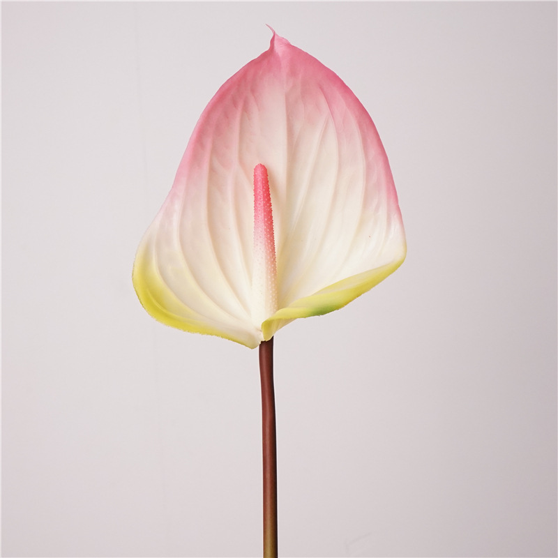 Anthurium à gomme tendre-rose clair