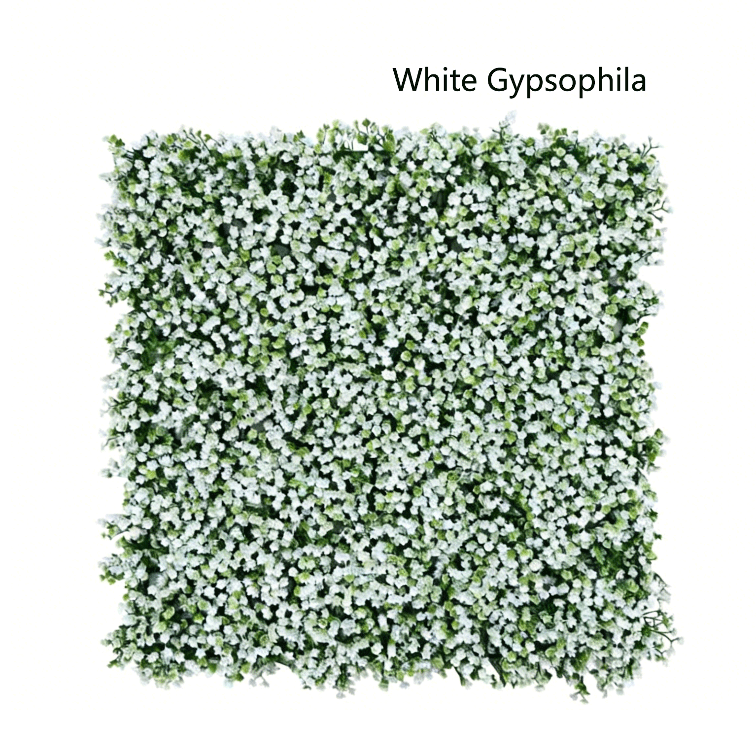 Gypsophile blanche