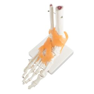 Insan ayak ayak bileği eklemi modeli ile Ligament ayak İskeleti modeli Ligament ayak eklemi anatomik Model beyin yaşam boyutu - Product Image 1