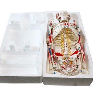 Modelo de PVC de simulación humana, esqueleto humano, modelo de anatomía de 180cm con músculo y ligamento de color - Product Image 3