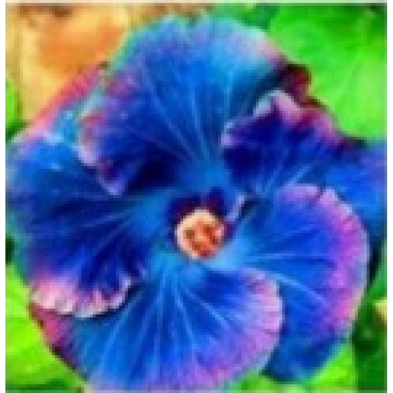 4# ฟ้า-ชมพู