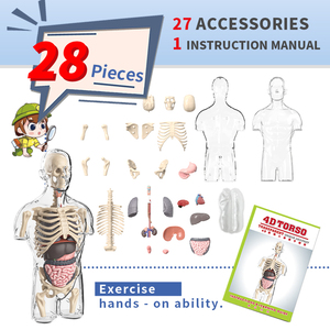 Yeni 4D insan şeffaf Torso bilim anatomi modeli çocuk yaratık yapısı mezhep öğretim kiti - Product Image 5
