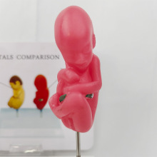 Comparative Model of Smoking Effects on <strong>Fetuses</strong> Medical Science Product - Product Image 3