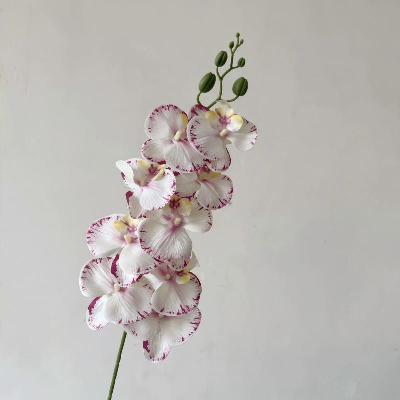 13-Border Purple