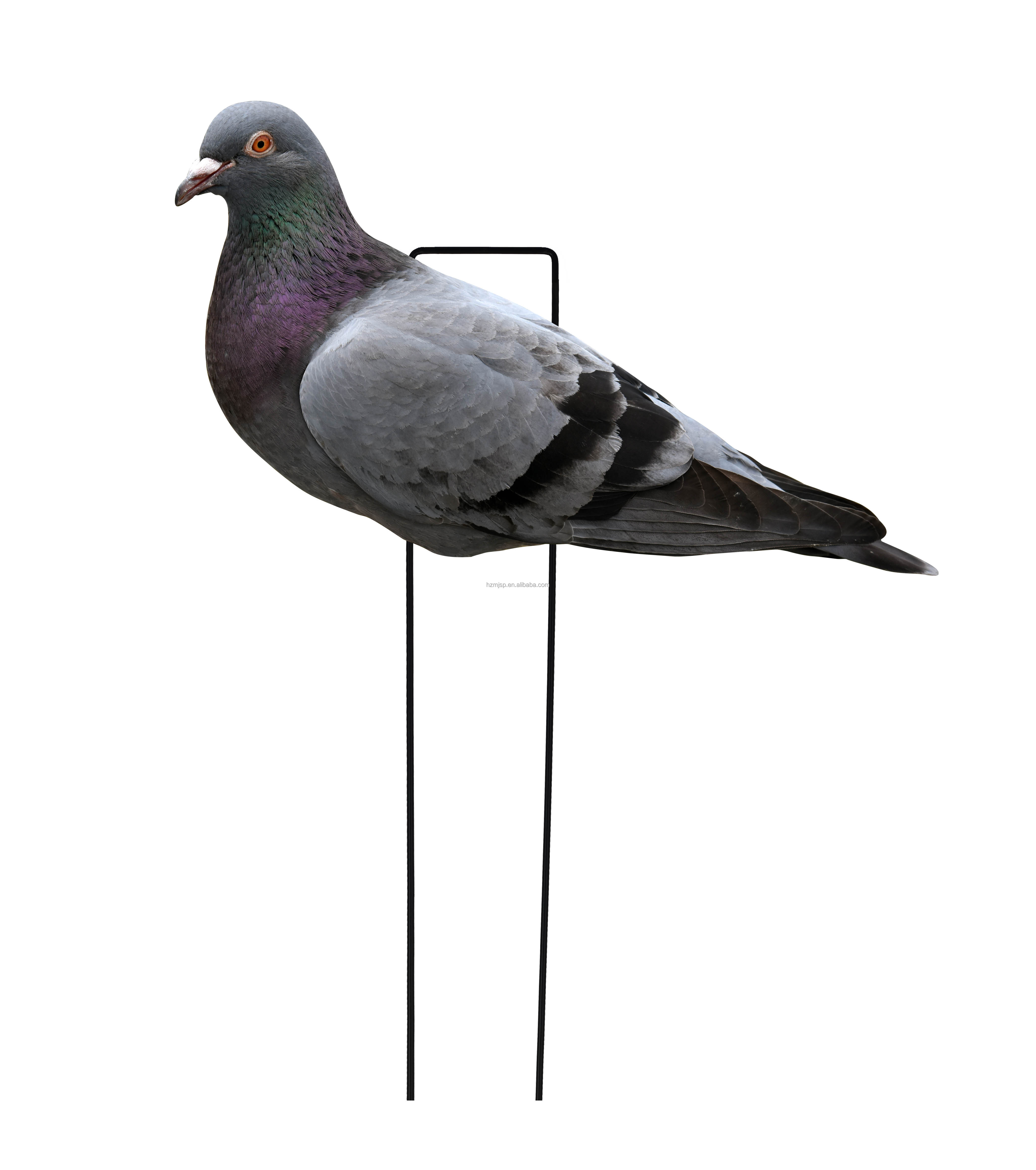 Grey #1 Pigeon
