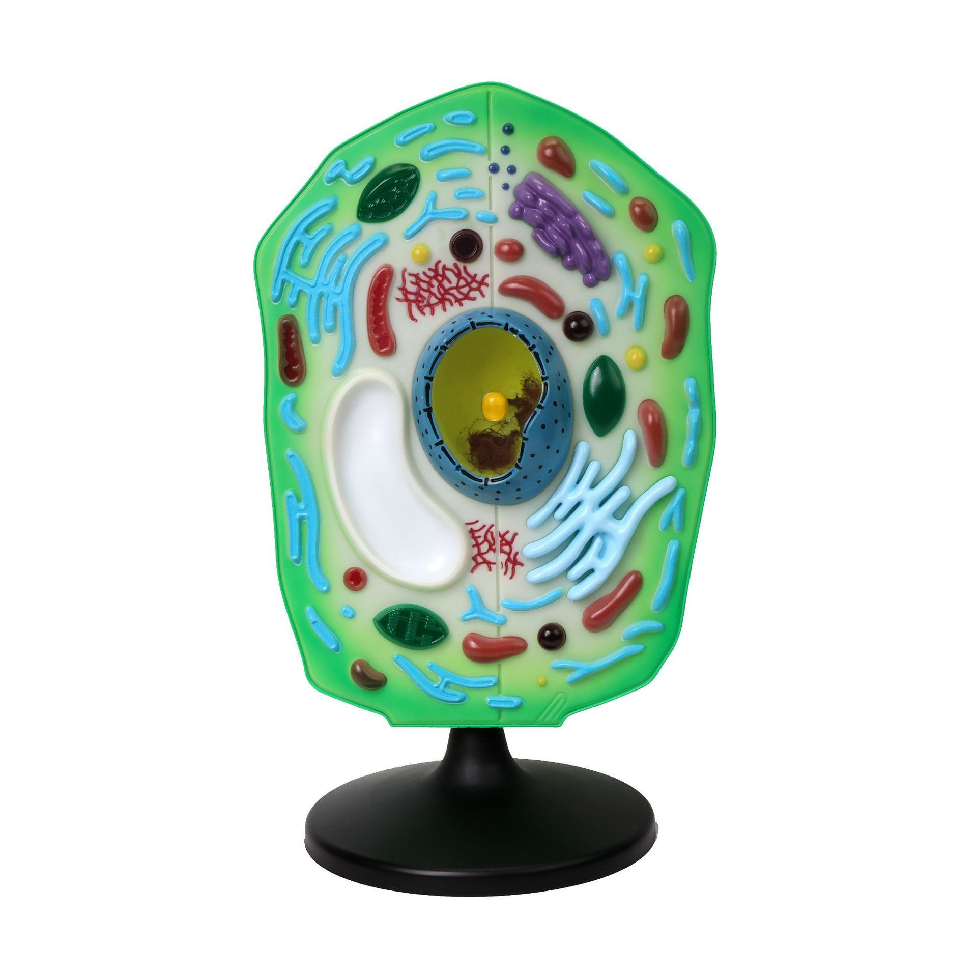 QH3216-2 plant cell model
