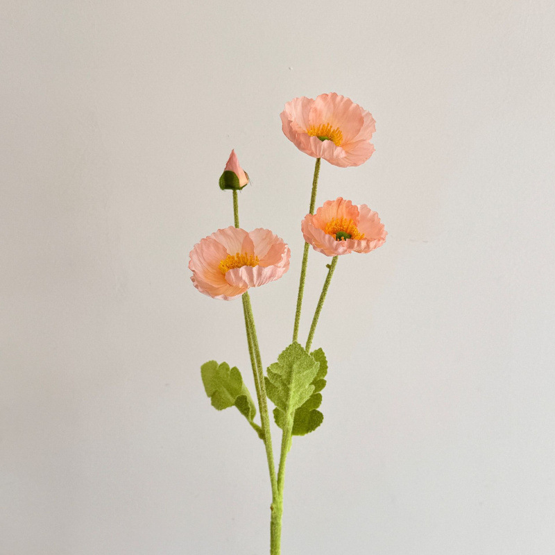 Poudre de corail