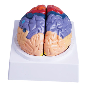 Lehrmittel mit abnehmbarer Farbe 1: 1-Anzeige Anatomische Farbe des Gehirns Funktions bereiche Farb hirn modell