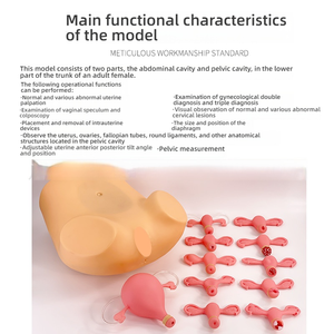Comprehensive Gynecological Examination Model PVC Abnormal Uterine <strong>Palpation</strong> Bimanual Trimanual Vaginal Speculum for Medical - Product Image 6