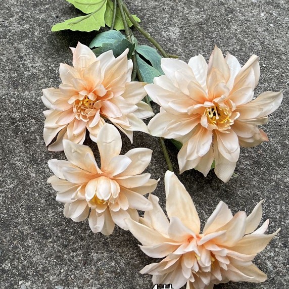 044 dyson dahlia champagne-spécial