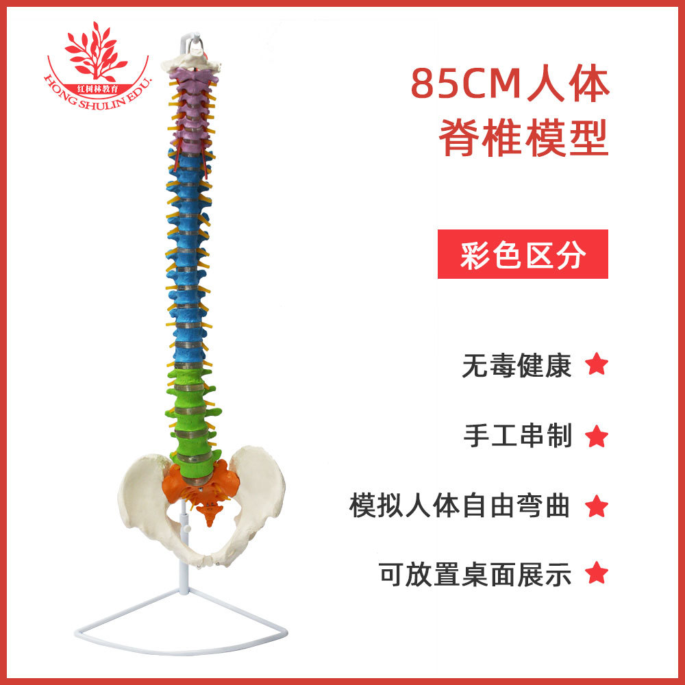 Modelo de columna vertebral humana de colores de 85 cm