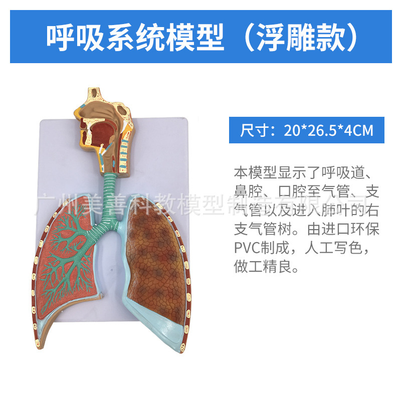 Sistema respiratorio en relieve