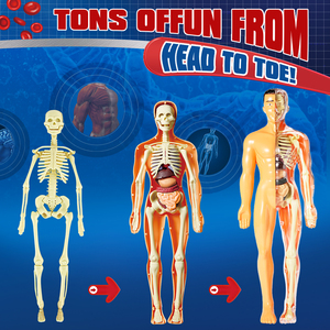 3 डी पूर्ण शरीर शरीर रचना मॉडल शैक्षिक मोंटेसरी पहेली बच्चों और किशोरों के लिए विज्ञान किट विज्ञान और इंजीनियरिंग खिलौने - Product Image 3