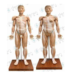 Modelo anatómico de silicona suave de alta simulación de 170cm de músculos del cuerpo humano y órganos internos para la ciencia médica - Product Image 1