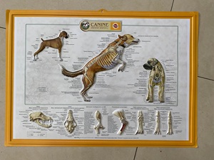 3 डी चिकित्सा मानव शारीरिक दीवार चार्ट/पोस्टर-कुत्ते कैनाइन कंकाल शरीर रचना चार्ट - Product Image 2