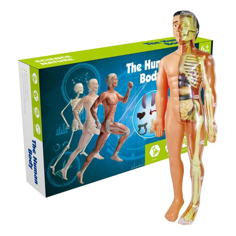 Modelo de cuerpo humano en 3D, modelo de Torso, montaje educativo, juguetes de aprendizaje DIY, herramientas de enseñanza de órganos de Anatomía Humana, juguetes de Aprendizaje Temprano