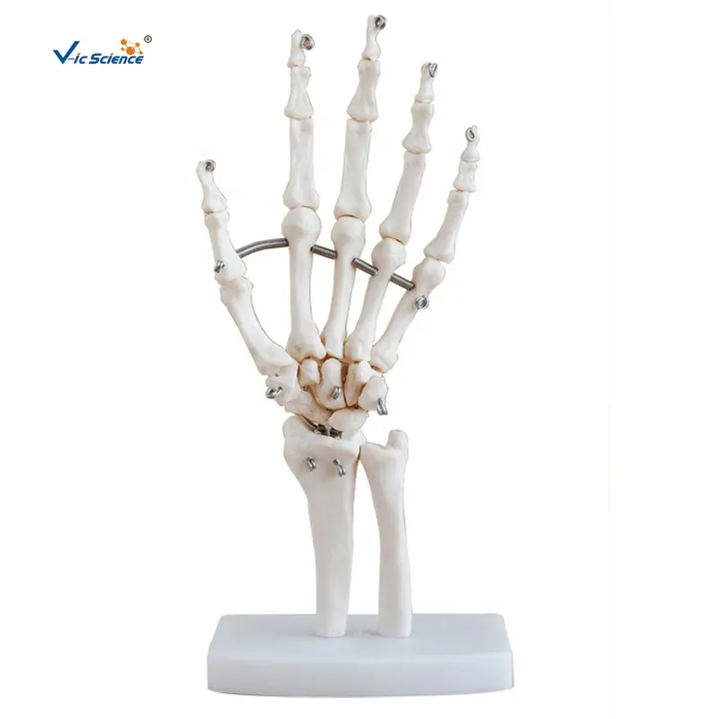 Modelo de modelo de Ciencia Educativa de articulación de mano de tamaño real de la piel humana a la venta