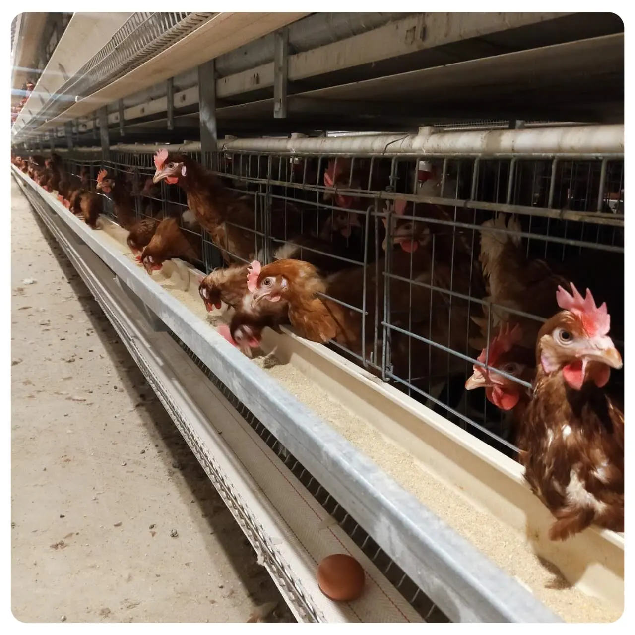 Directo de fábrica de diseño batería huevo pollo capa jaula aves jaula venta para granja
