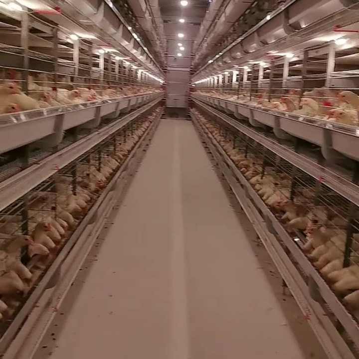 Fully Automatic Feeding System H-Type Chicken Battery Cage for Egg Layer Hens New & Used for Home Use & Farm Made of Steel