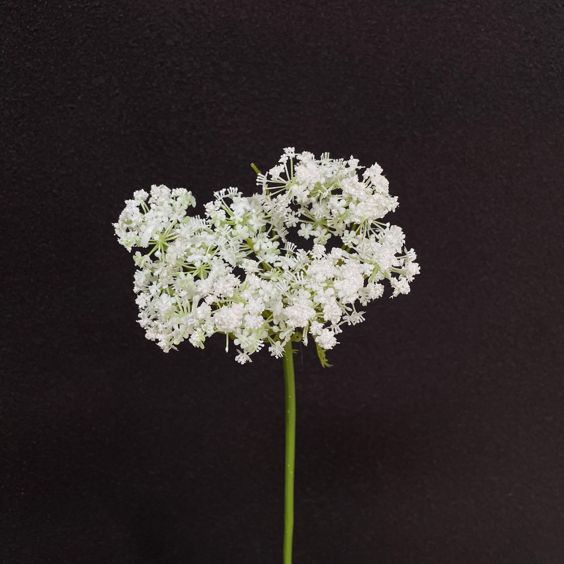 Grande fleur blanche en dentelle simple