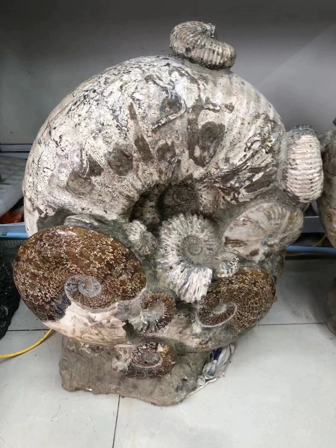Échantillon d'ammonite fossile