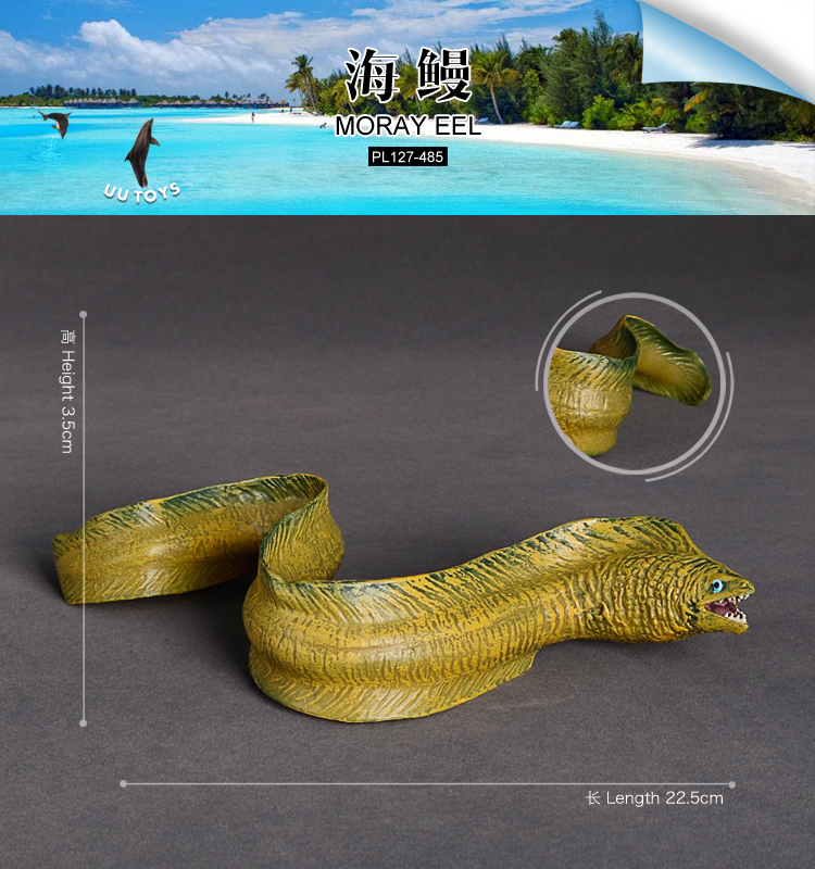 485 Moray Eel