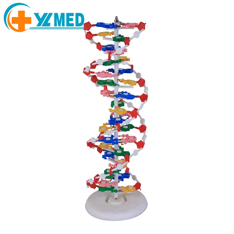 Modelo de ADN experimental médico/modelo biológico enseñanza médica biología modelo de estructura de ADN de doble hélice