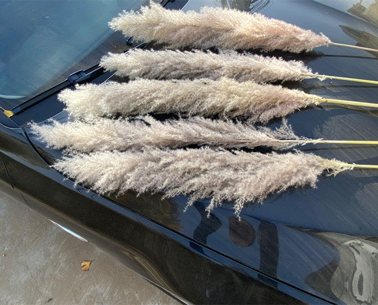 Original color reed 1.4 meters 10 stems