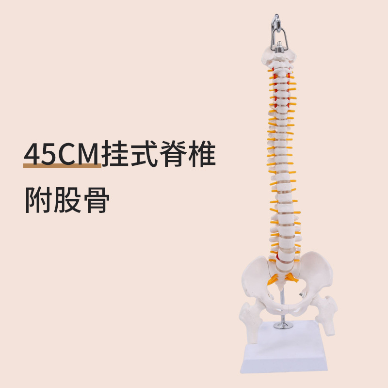 45cm suspended spine (soft lumbar vertebrae)
