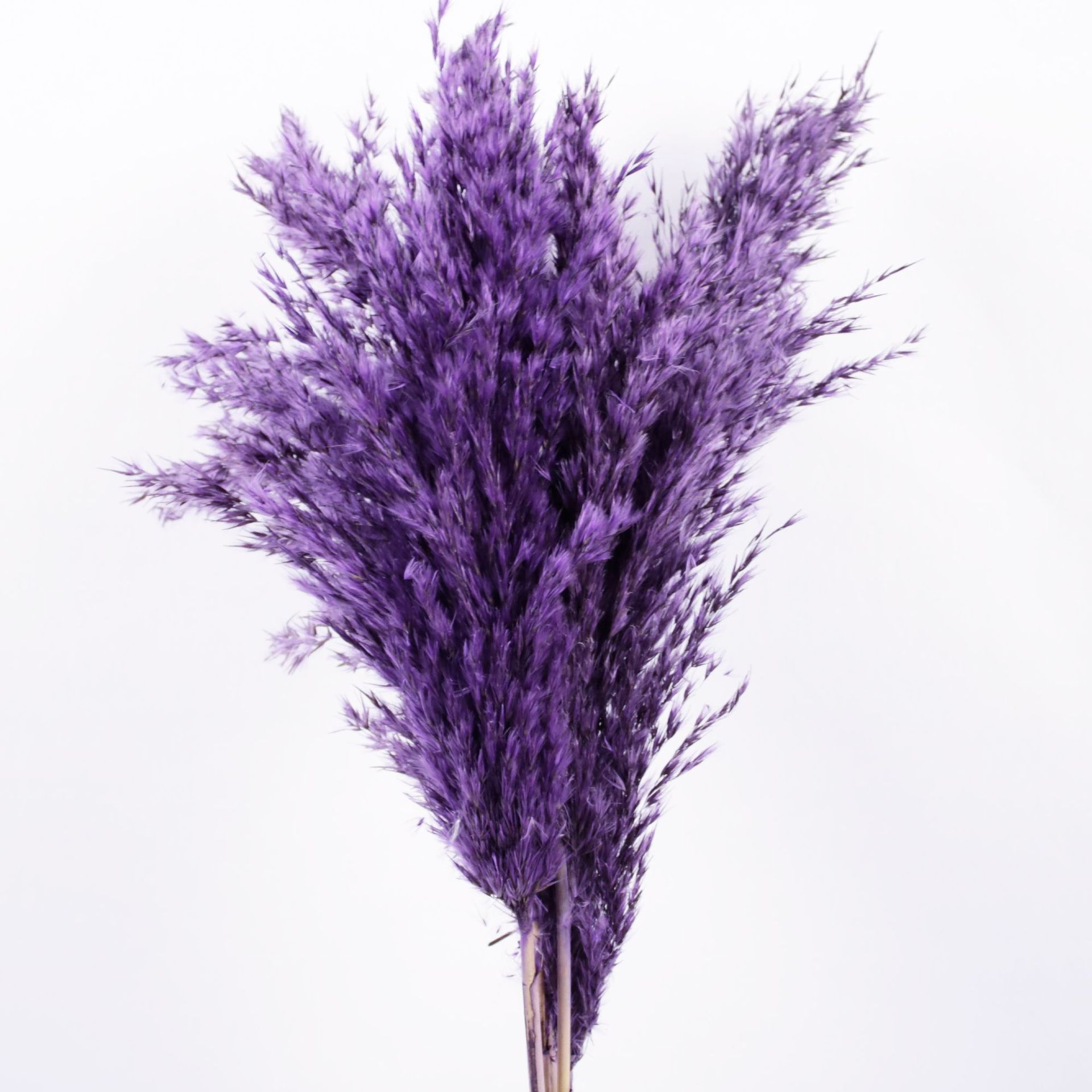 Pourpre