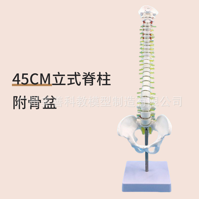Colonne vertébrale verticale de 45 cm avec bassin