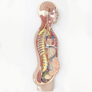 BMN/H025 okul İnsan sempatik sinir sistemi modeli otonom sinir anatomisi modeli - Product Image 1