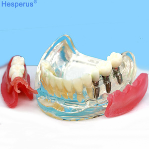 Natural Large Standard <strong>Tooth</strong> Model for Brushing Training and Practice Dental Model - Product Image 3
