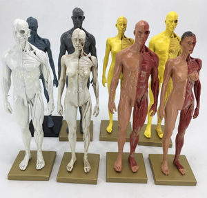 Medical <strong>Arts</strong> 30CM Painting Reference Skull Model Bust Human Musculoskeletal Anatomical Structure <strong>Art</strong> - Product Image 6