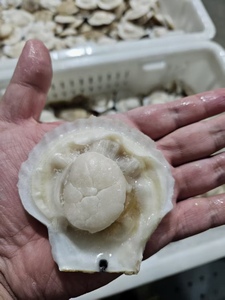 ホタテの冷凍肉ハーフシェル海ホタテ