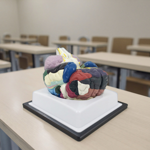 Mô hình giải phẫu Kích thước cuộc sống khu vực 2 phần não người plastinated Mô hình giải phẫu Mô hình giải phẫu và y tế - Product Image 3